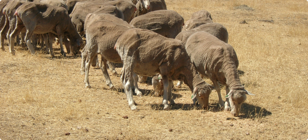 Impact of Climate Change on Livestock Management